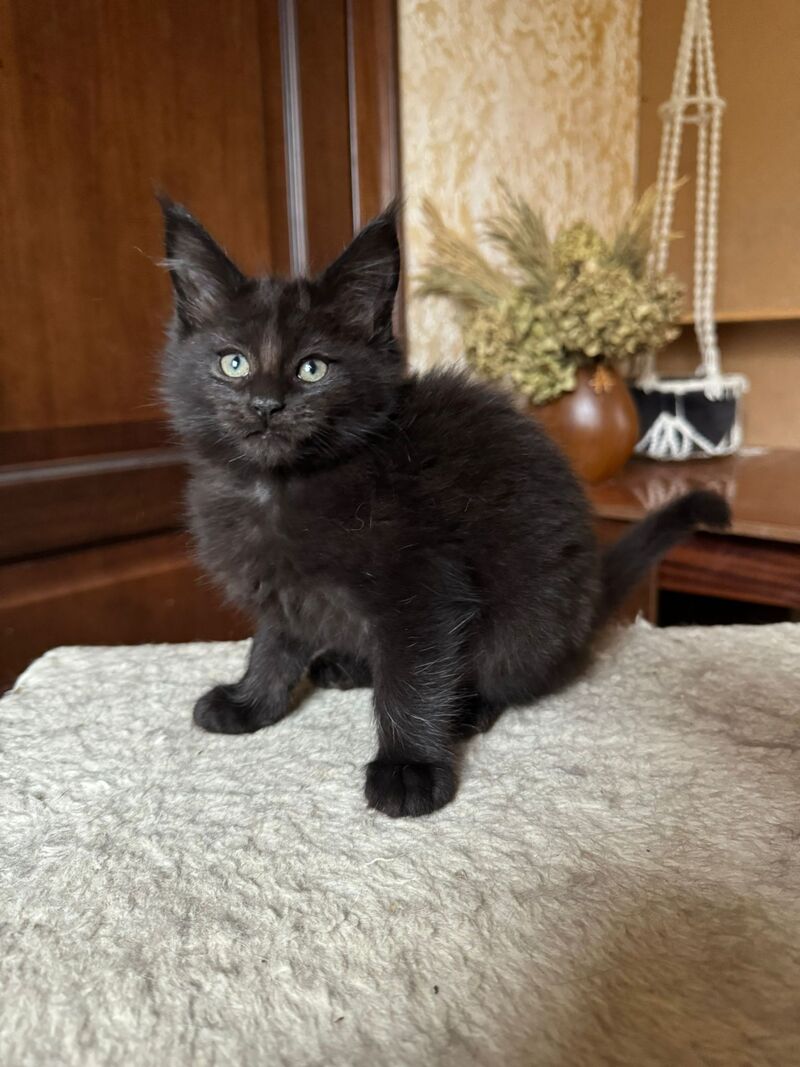Truffel Maine Coon male, black