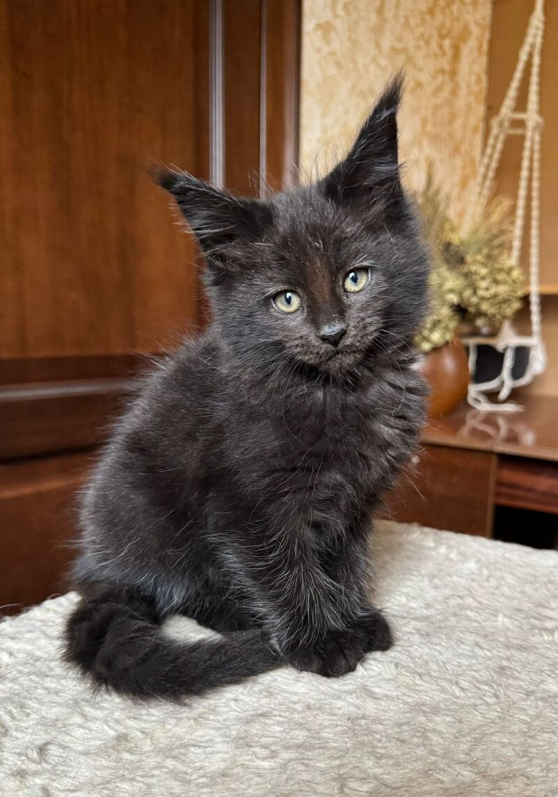 Truffel Maine Coon male, black