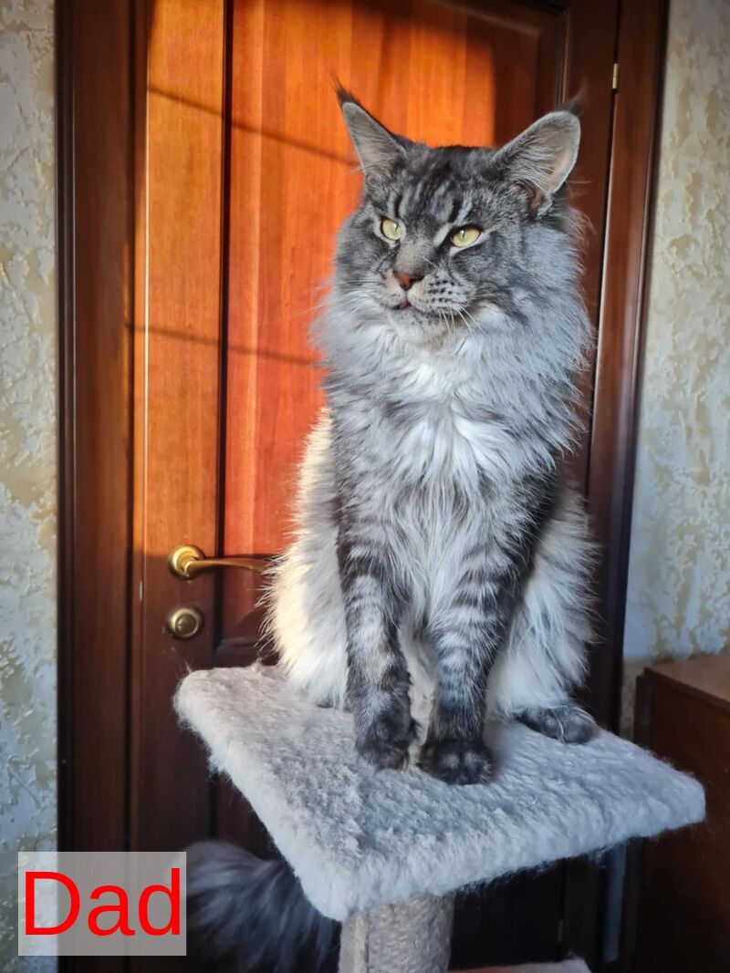 Truffel Maine Coon male, black