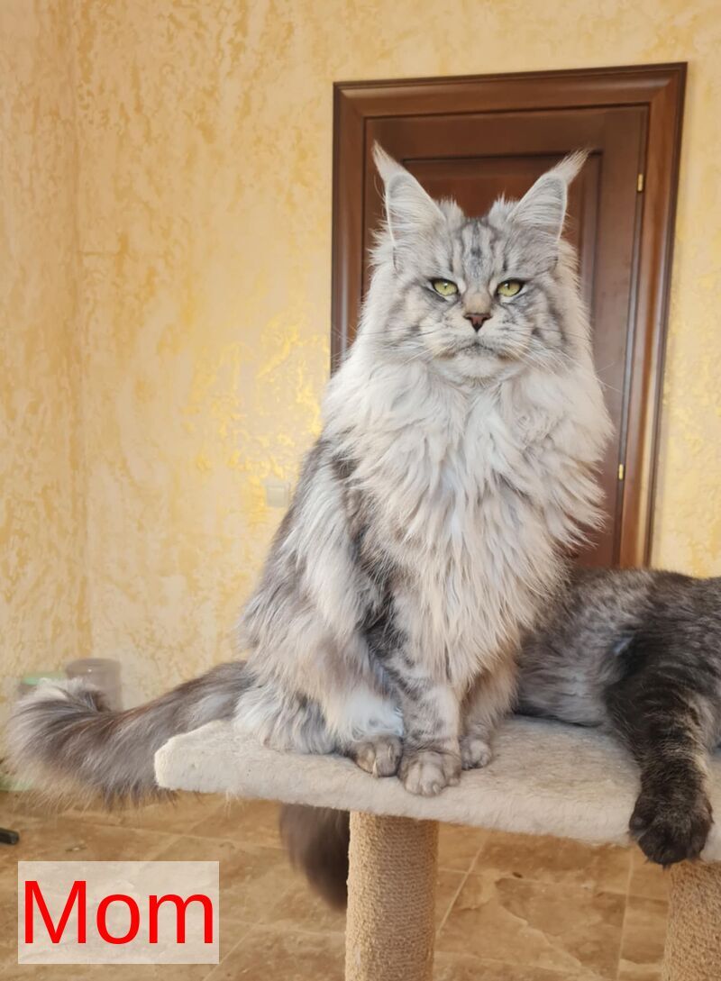 Truffel Maine Coon male, black