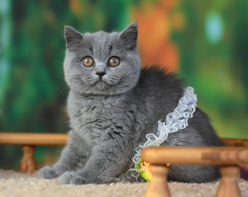 Yummy British Shorthair female, blue