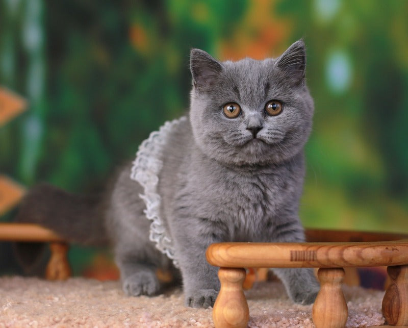 Yummy British Shorthair female, blue