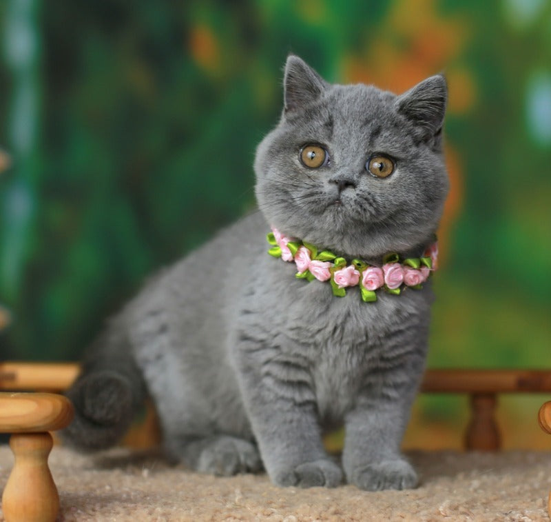 Yliasha British Shorthair female, blue