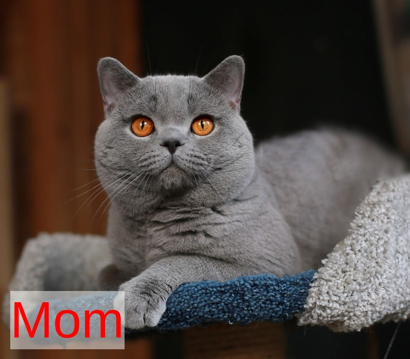 Yliasha British Shorthair female, blue
