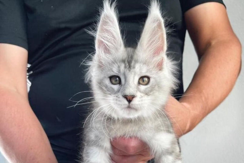 Alan Jr Maine Coon male, black silver tabby