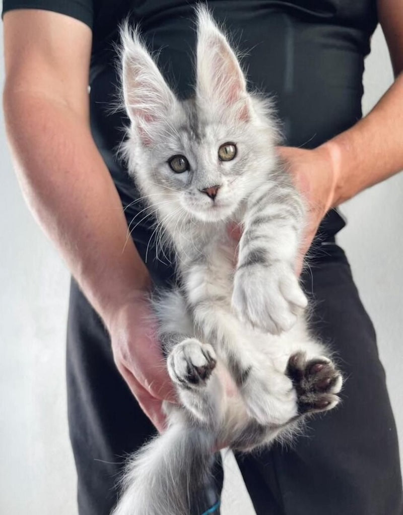 Alan Jr Maine Coon male, black silver tabby