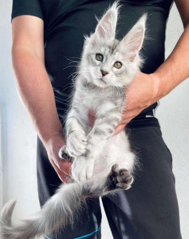 Alan Jr Maine Coon male, black silver tabby