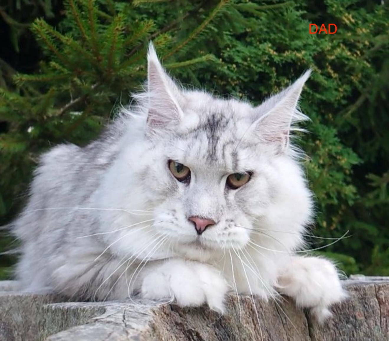 Alan Jr Maine Coon male, black silver tabby