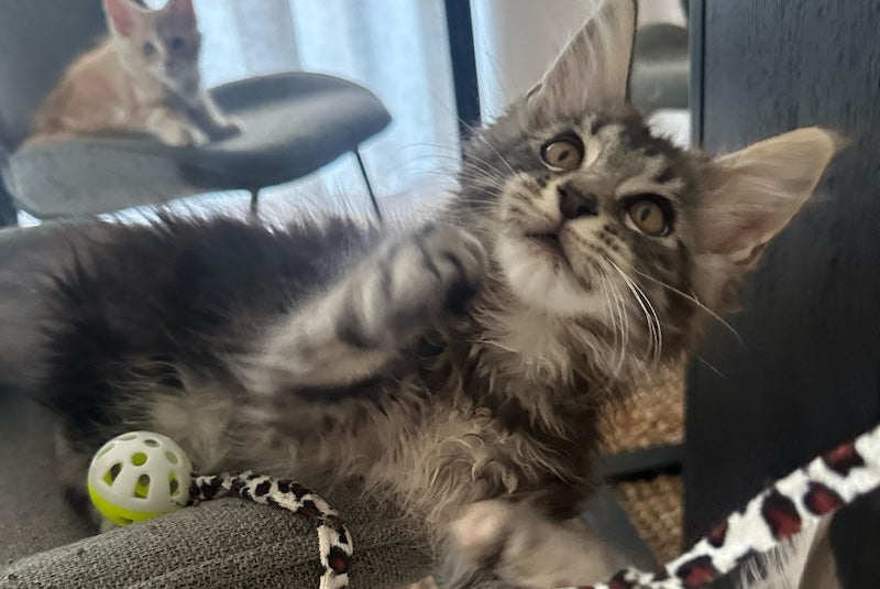 Blacky Maine Coon male, black silver tabby