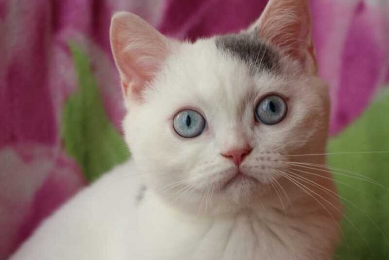 Etic British Shorthair male, blue van