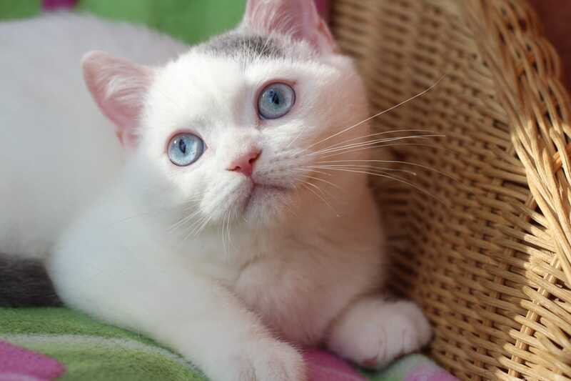 Etic British Shorthair male, blue van