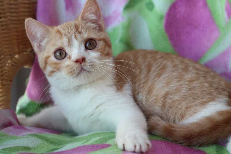Faddey British Shorthair male, red bicolour