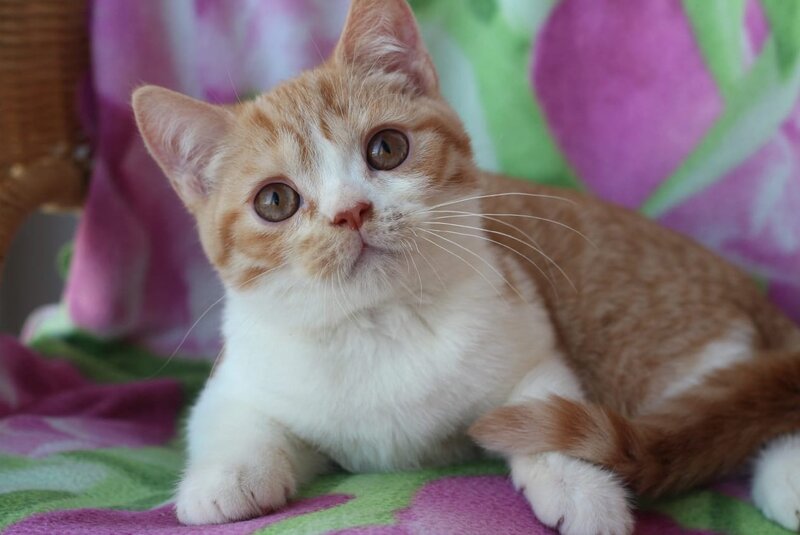 Faddey British Shorthair male, red bicolour