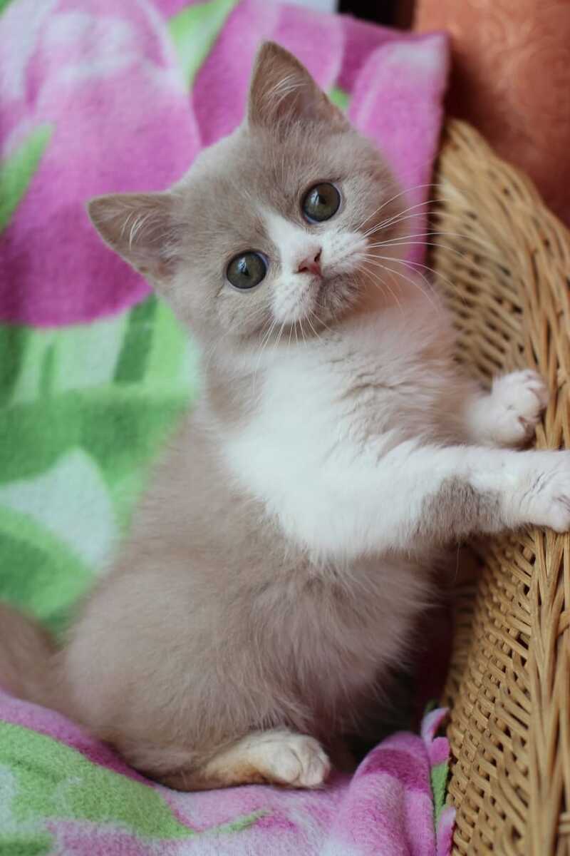 Fixs British Shorthair male, lilac bicolour