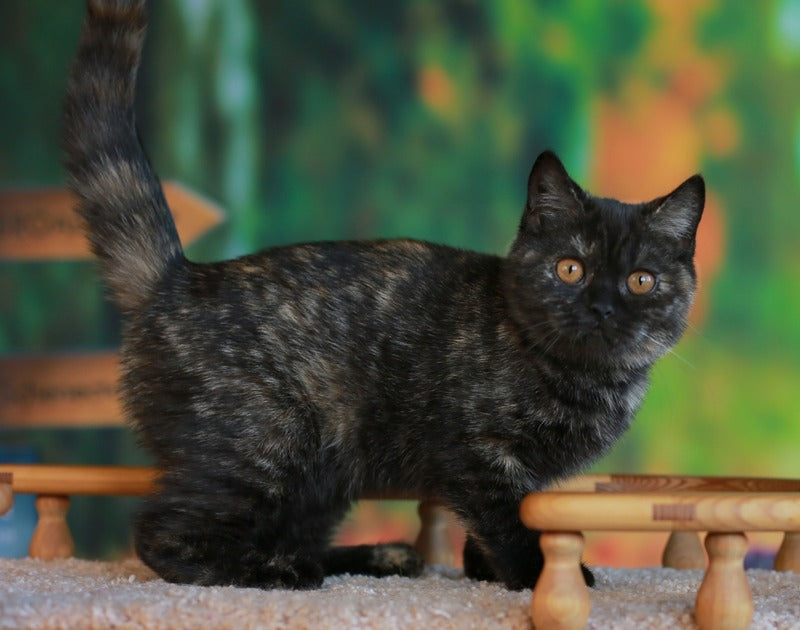 Ulysses British Shorthair female, black tortie