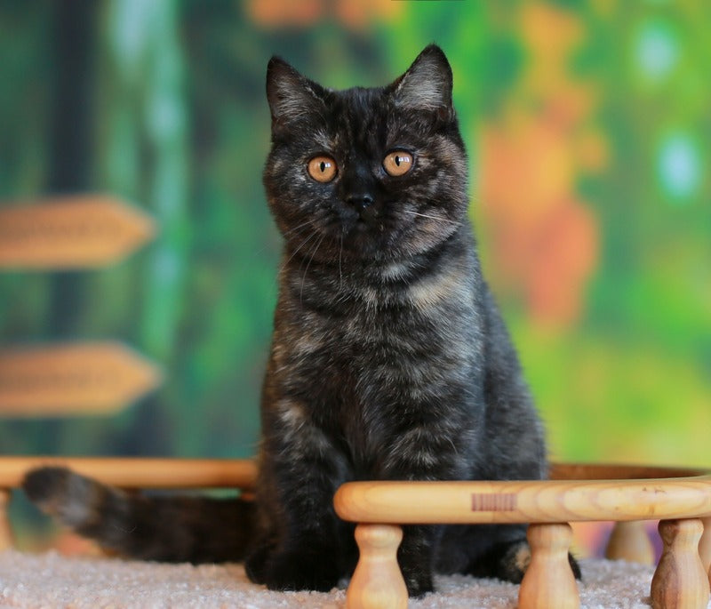 Ulysses British Shorthair female, black tortie