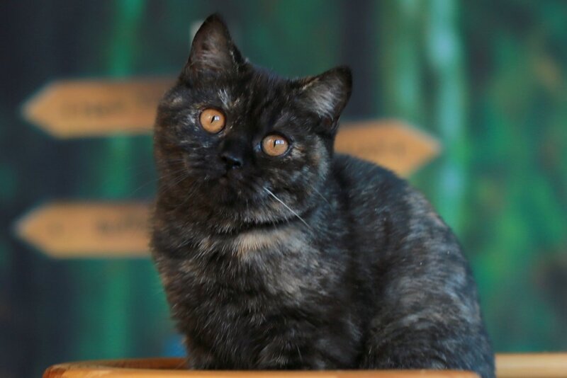 Ulysses British Shorthair female, black tortie