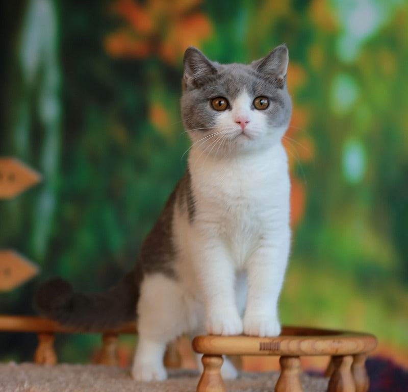 Umochka British Shorthair female, blue bicolour