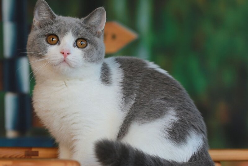 Umochka British Shorthair female, blue bicolour