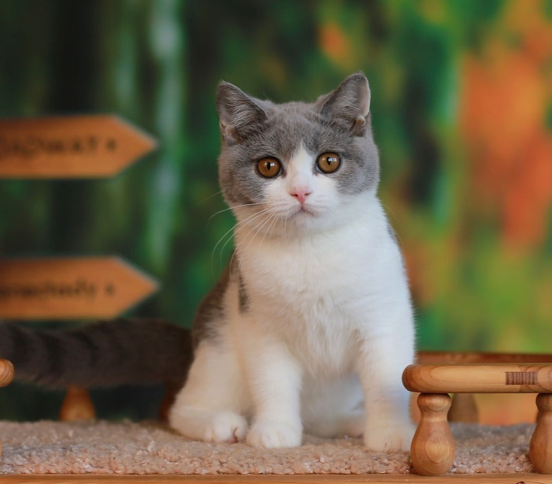 Umochka British Shorthair female, blue bicolour