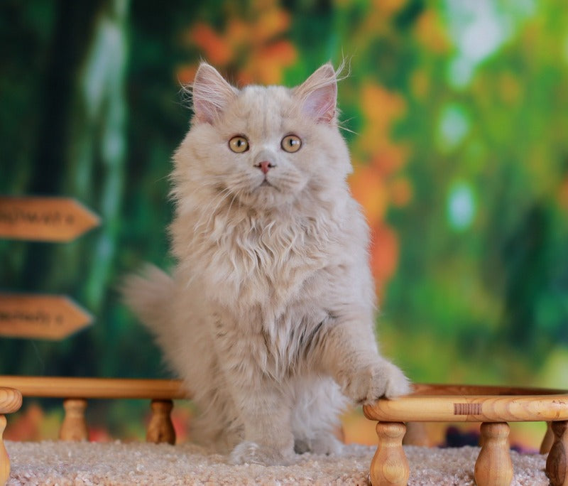 Timaty British Longhair male, fawn