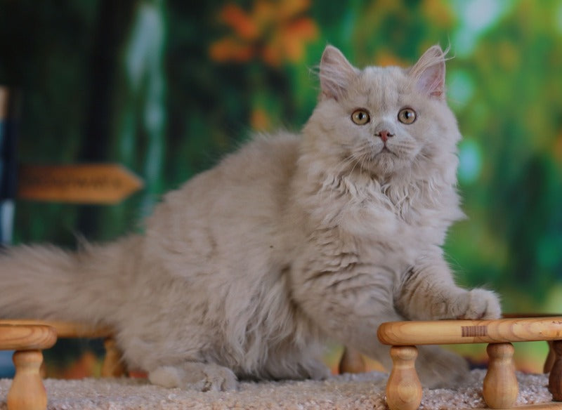 Timaty British Longhair male, fawn