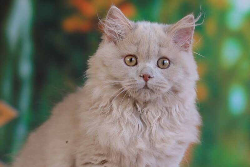 Timaty British Longhair male, fawn