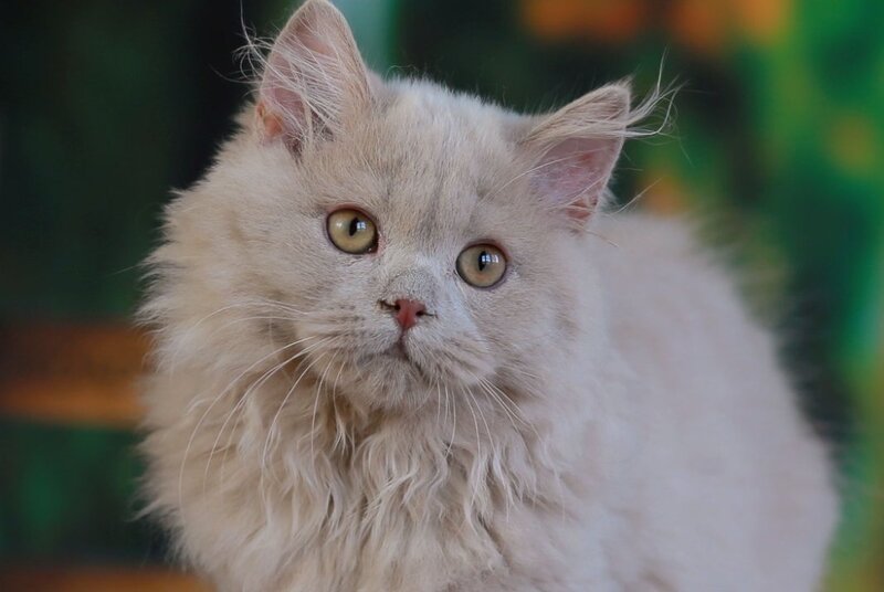 Timaty British Longhair male, fawn