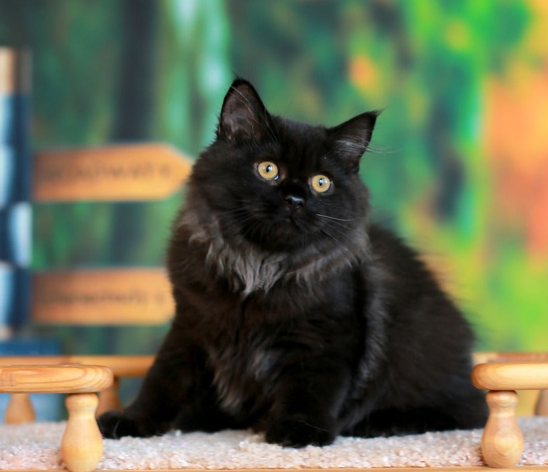 Theodore British Longhair male, black