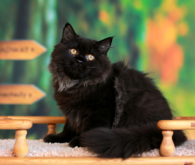 Theodore British Longhair male, black