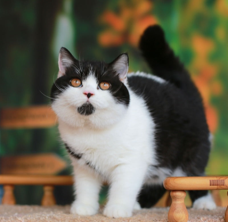 Umberto British Shorthair male, black bicolour