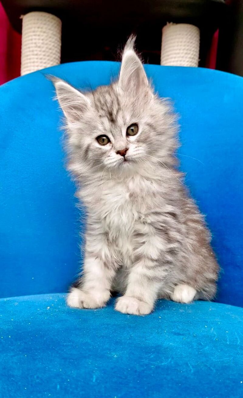 Iva Maine Coon female, black silver tabby