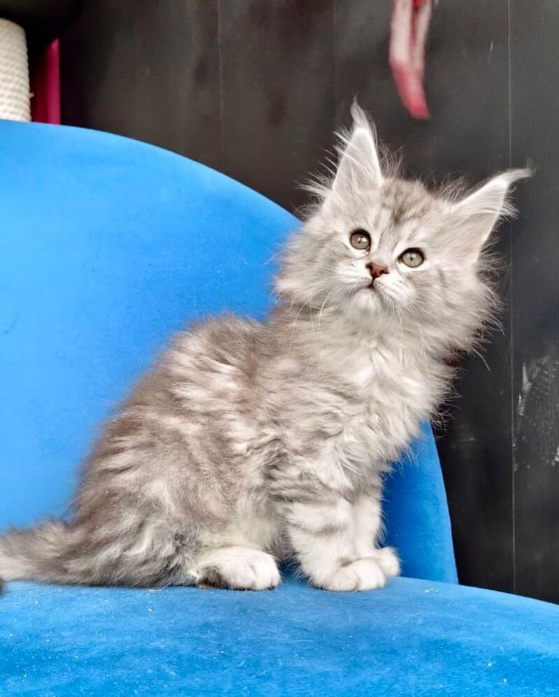 Iva Maine Coon female, black silver tabby