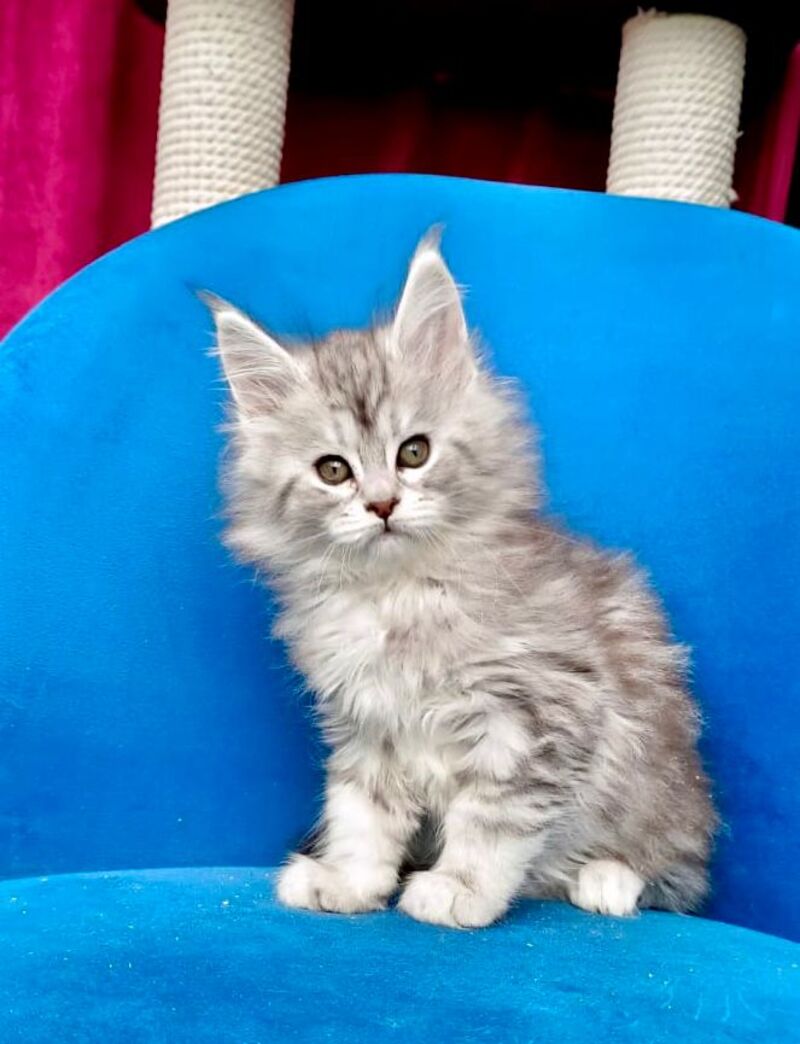 Iva Maine Coon female, black silver tabby