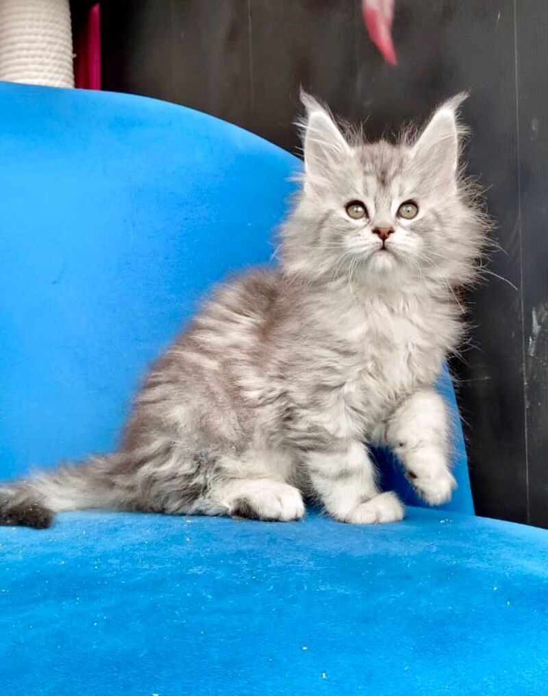 Iva Maine Coon female, black silver tabby