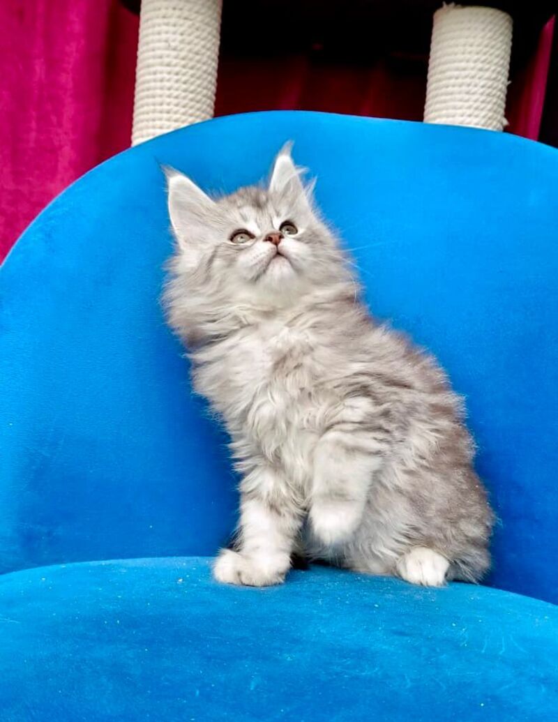 Iva Maine Coon female, black silver tabby