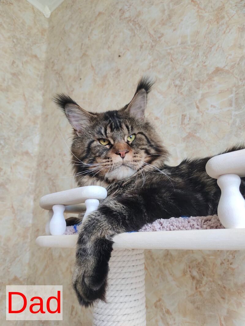 Iva Maine Coon female, black silver tabby