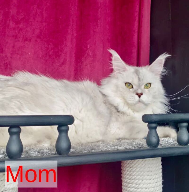 Iva Maine Coon female, black silver tabby