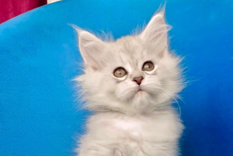 Grom Maine Coon male, blue silver shaded