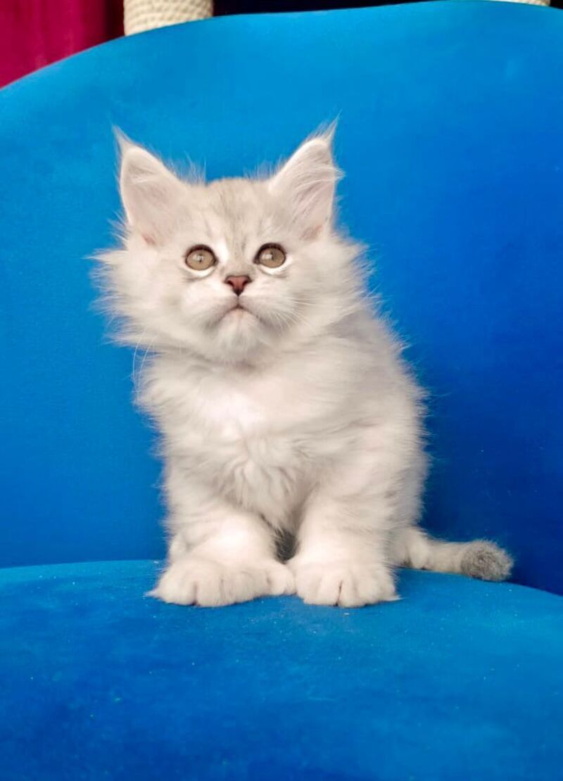 Grom Maine Coon male, blue silver shaded
