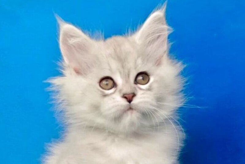 Grom Maine Coon male, blue silver shaded