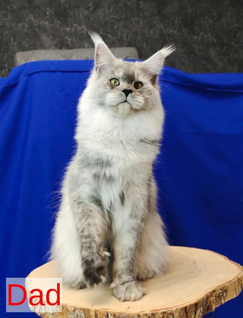 Grom Maine Coon male, blue silver shaded