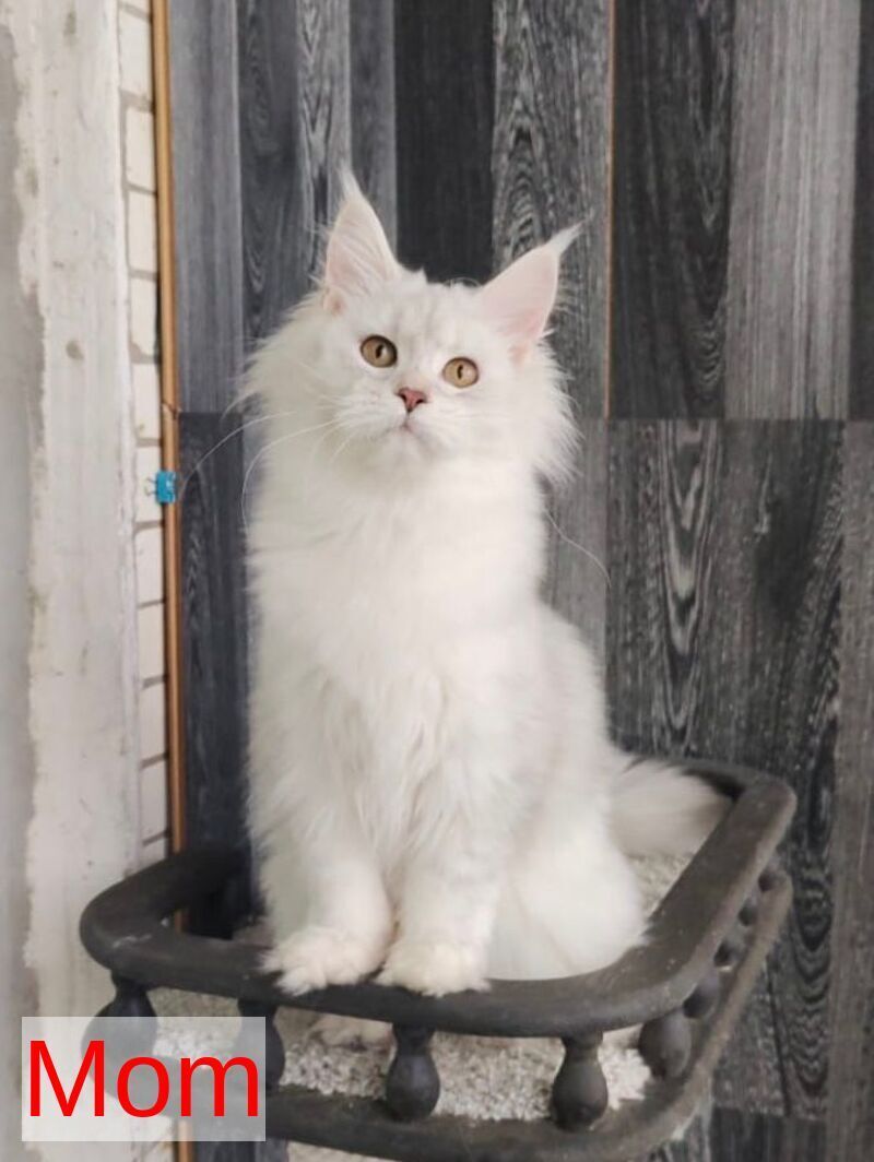 Grom Maine Coon male, blue silver shaded