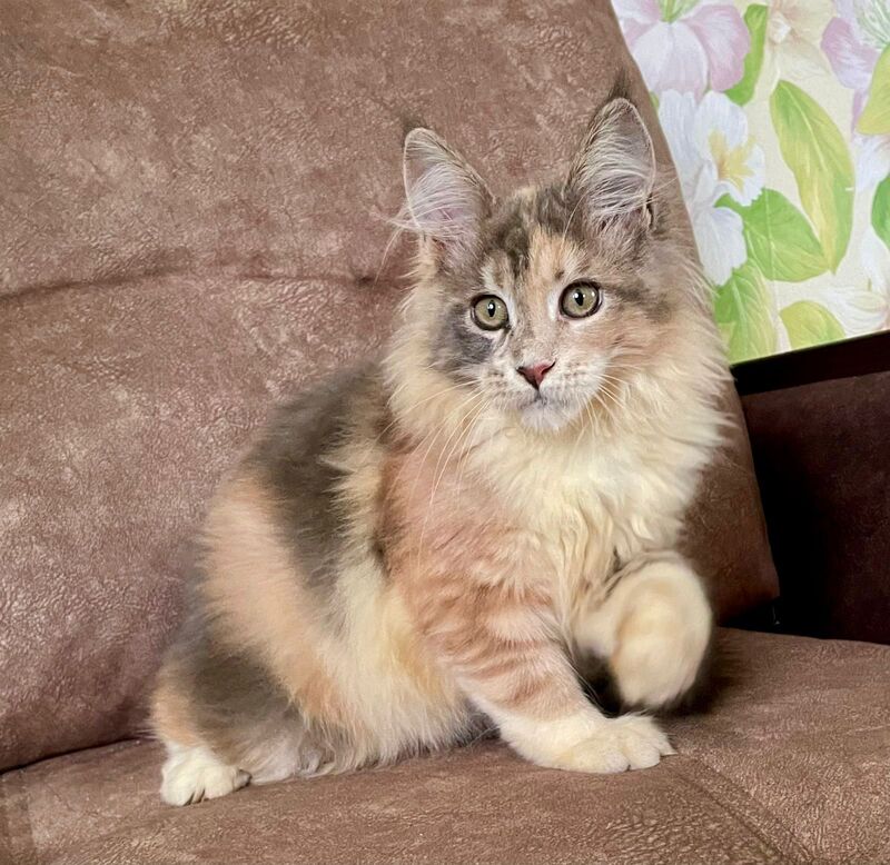 Stella Maine Coon female, blue tortie tabby with white