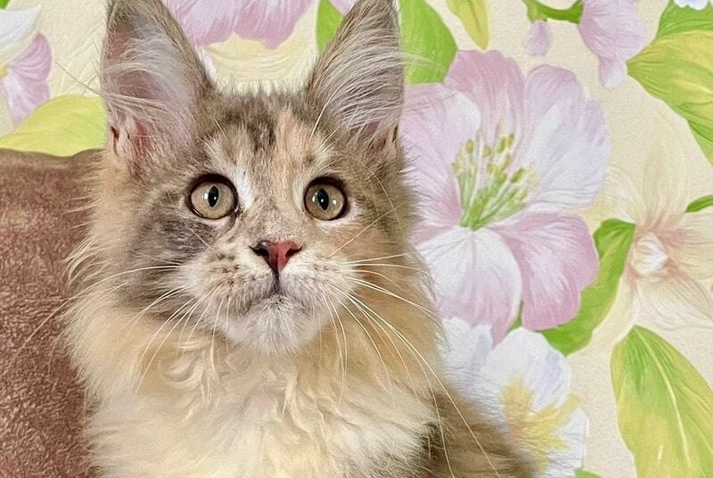 Stella Maine Coon female, blue tortie tabby with white