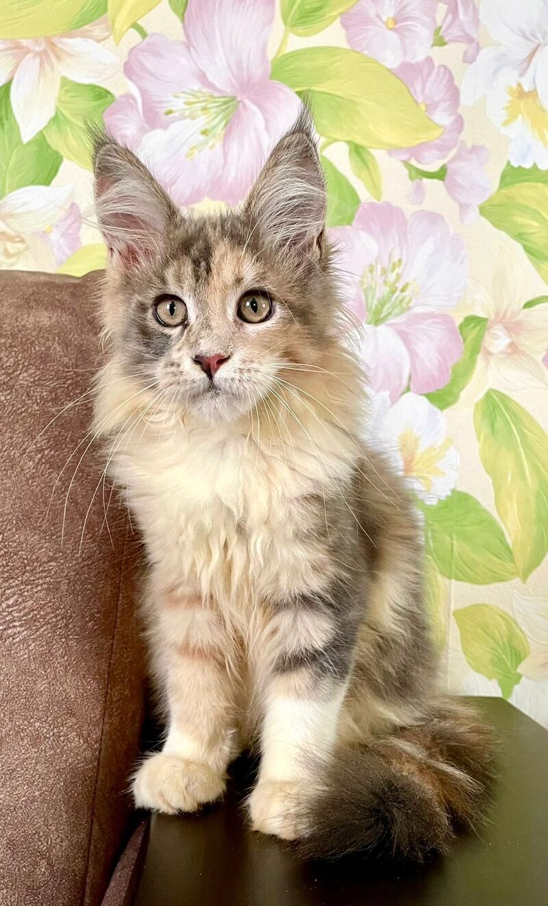 Stella Maine Coon female, blue tortie tabby with white