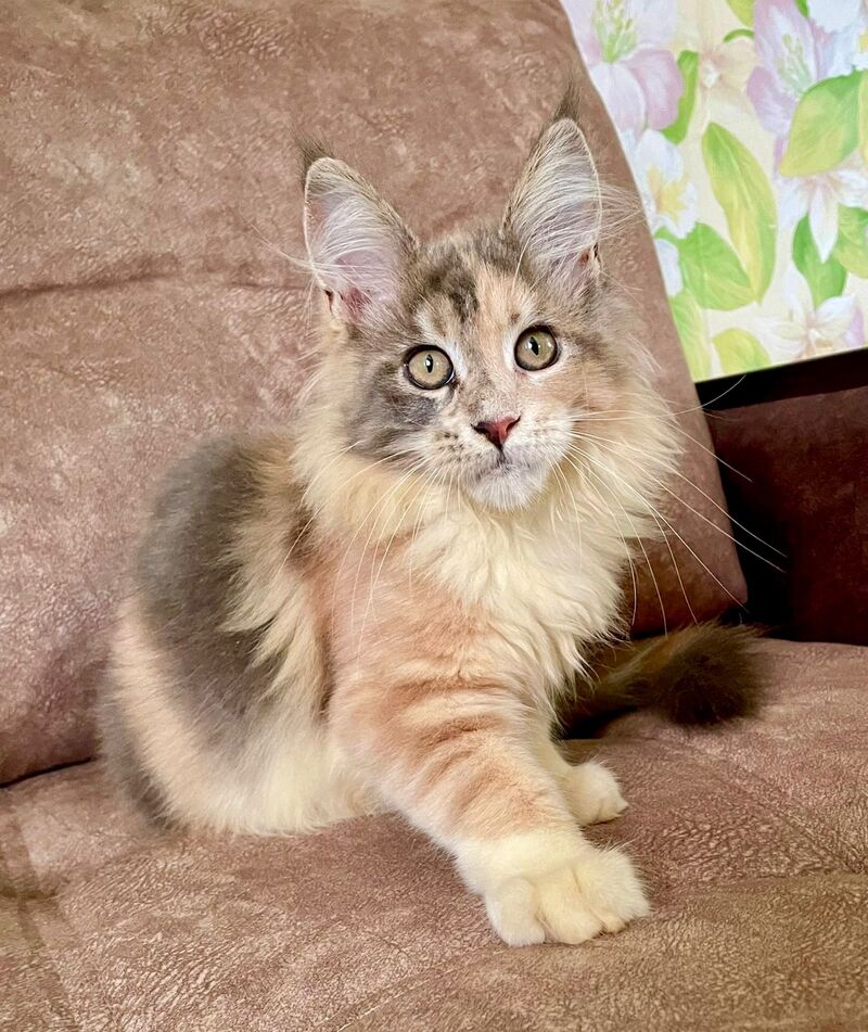 Stella Maine Coon female, blue tortie tabby with white