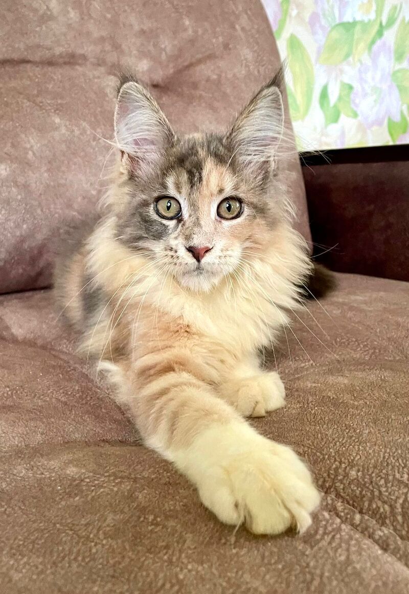 Stella Maine Coon female, blue tortie tabby with white