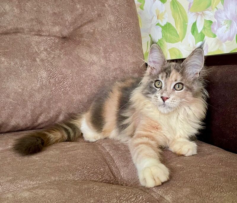 Stella Maine Coon female, blue tortie tabby with white