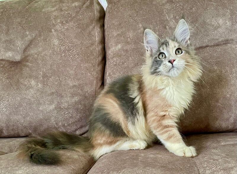 Stella Maine Coon female, blue tortie tabby with white